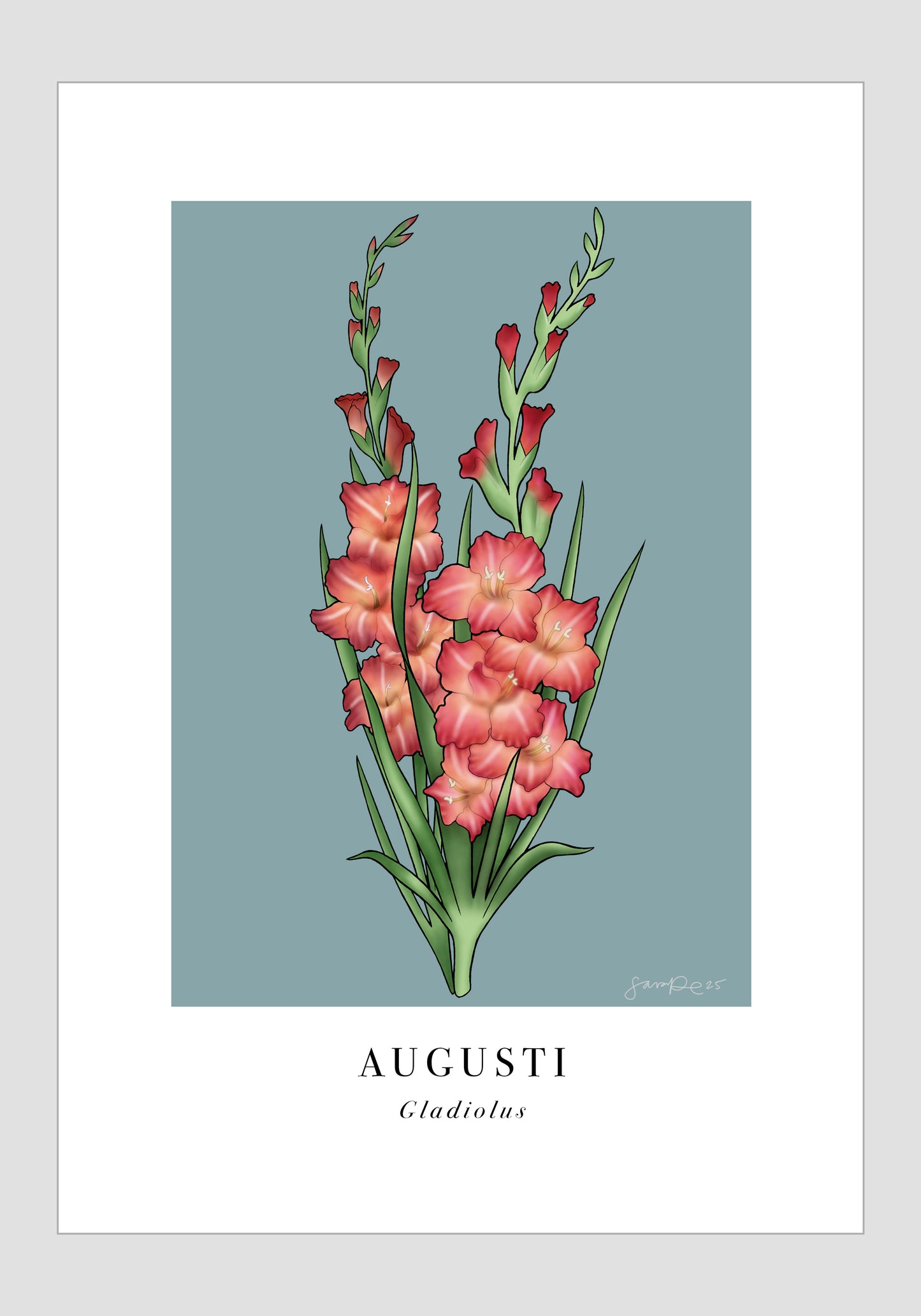 Augusti - Gladiolus, 21x30