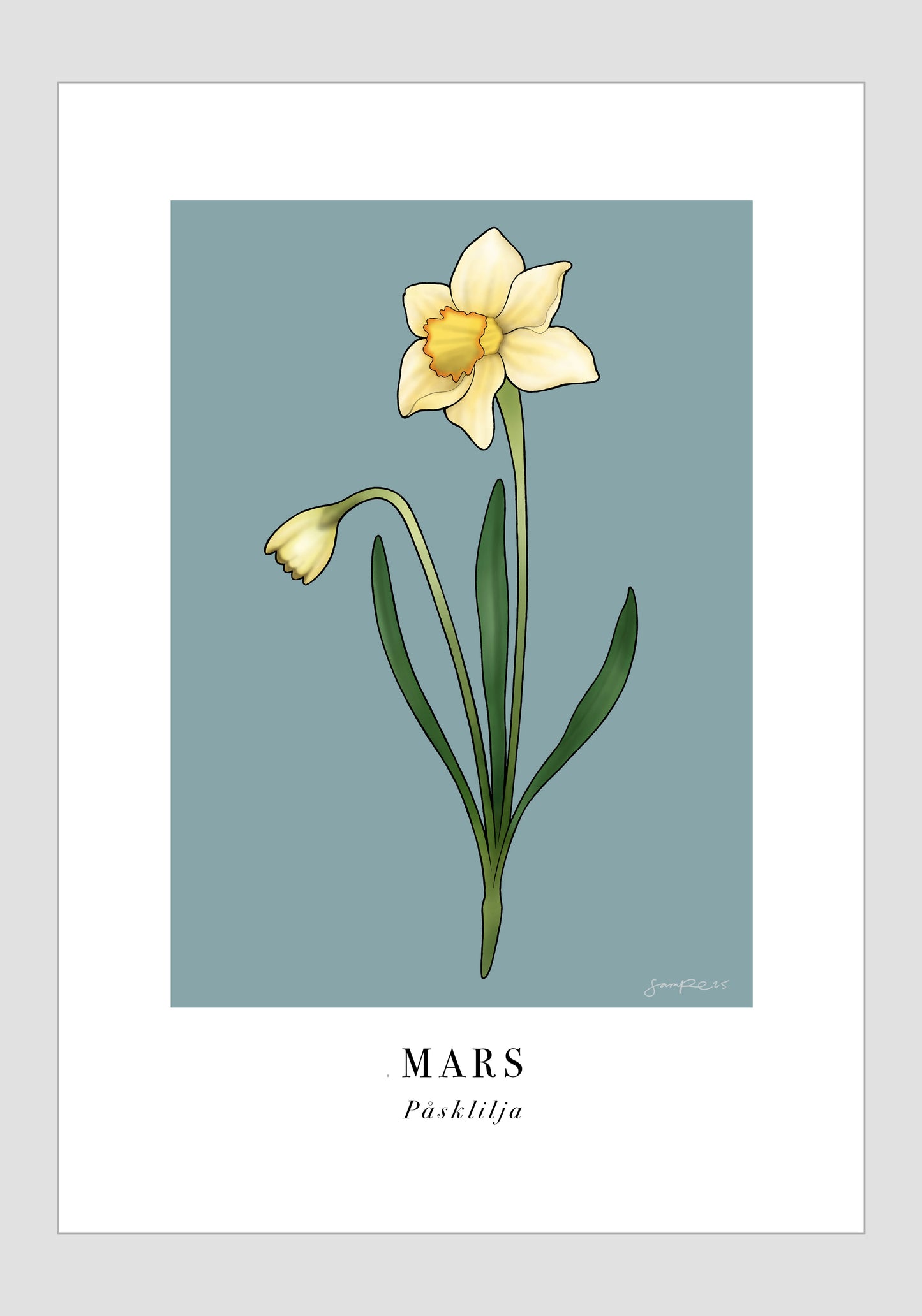 Mars - Påsklilja, 21x30
