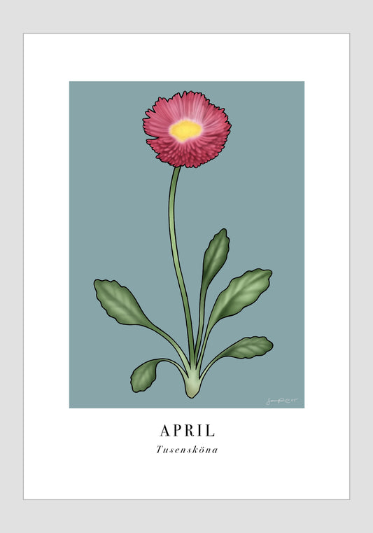 April - Tusensköna, 21x30