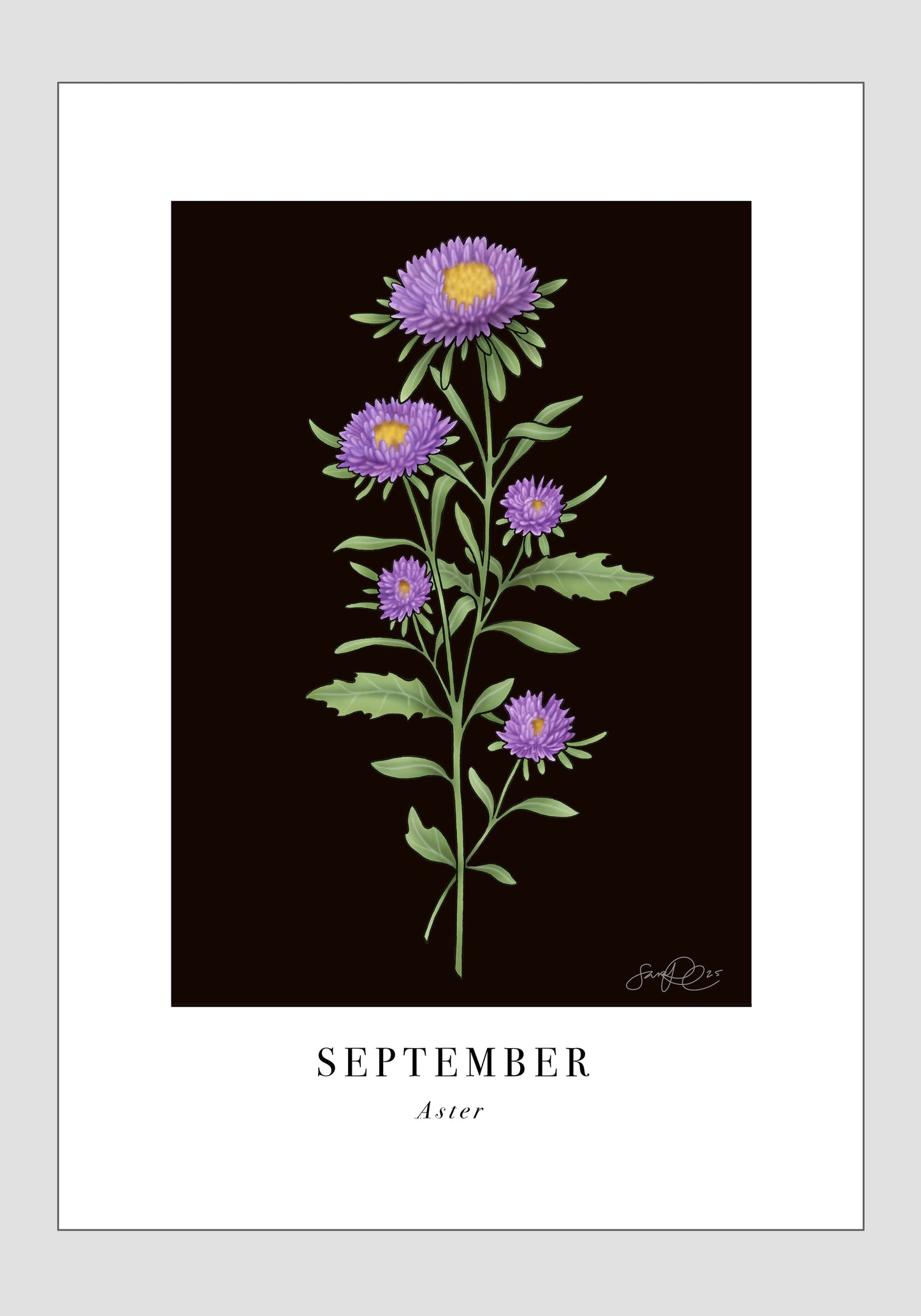 September - Aster, 21x30