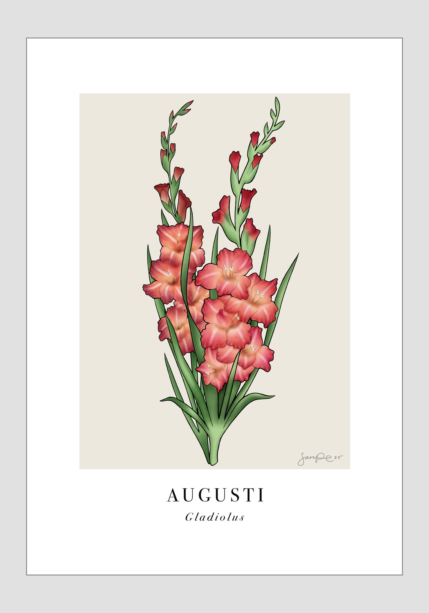 Augusti - Gladiolus, 21x30