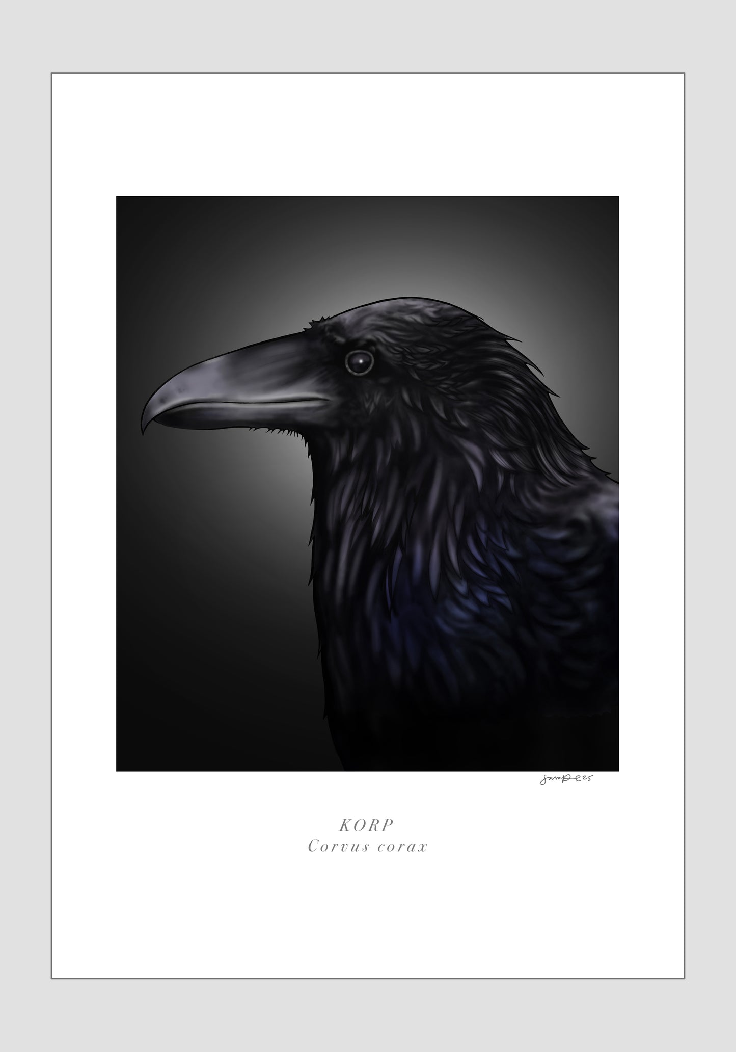 Korp - Corvus corax