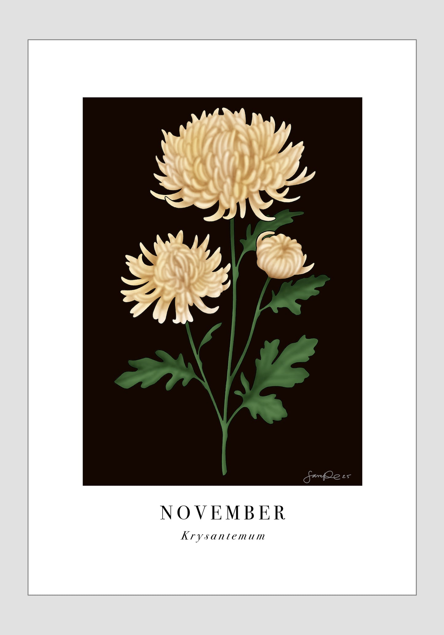 November - Krysantemum, 21x30