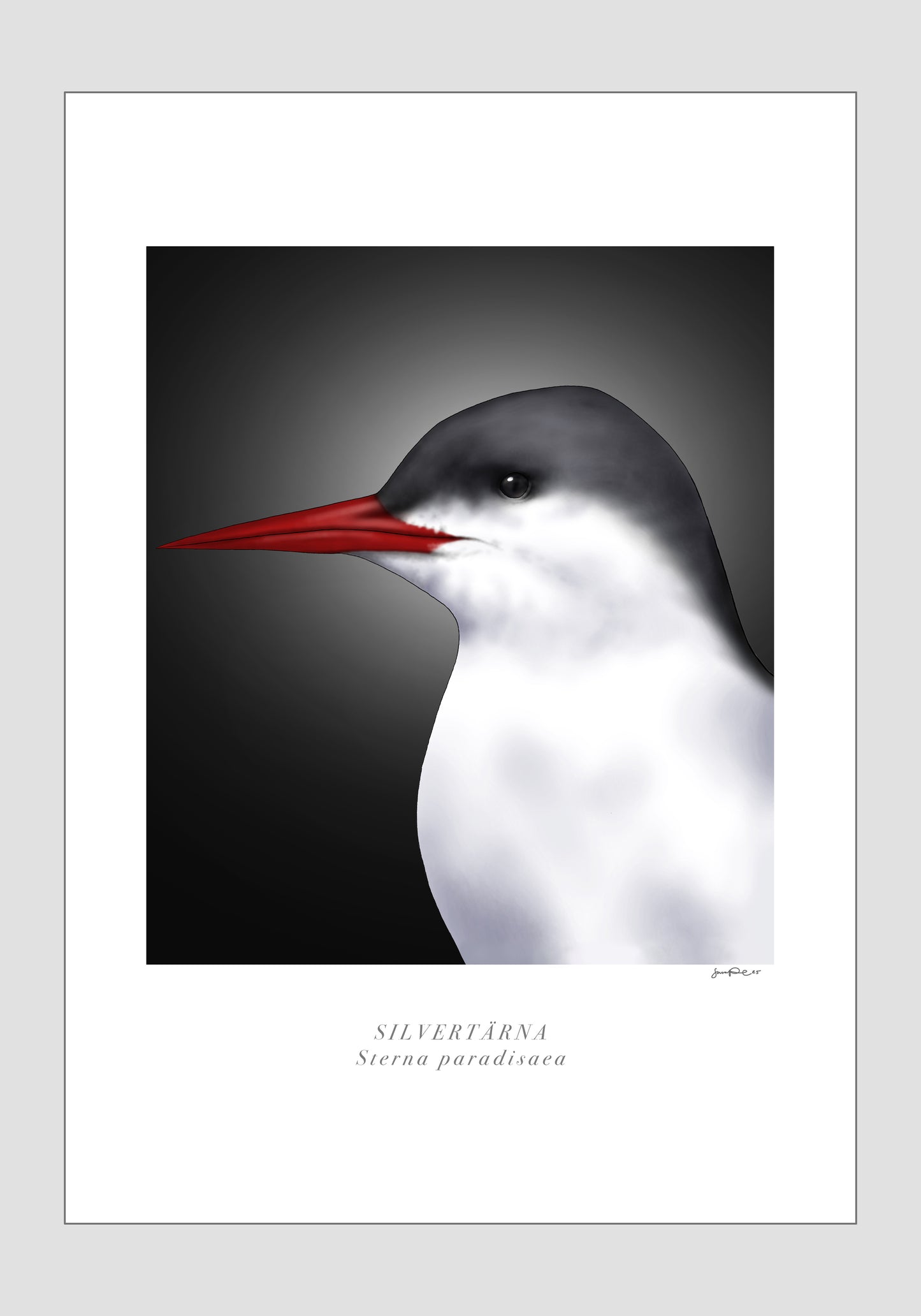 Silvertärna - Sterna paradisaea