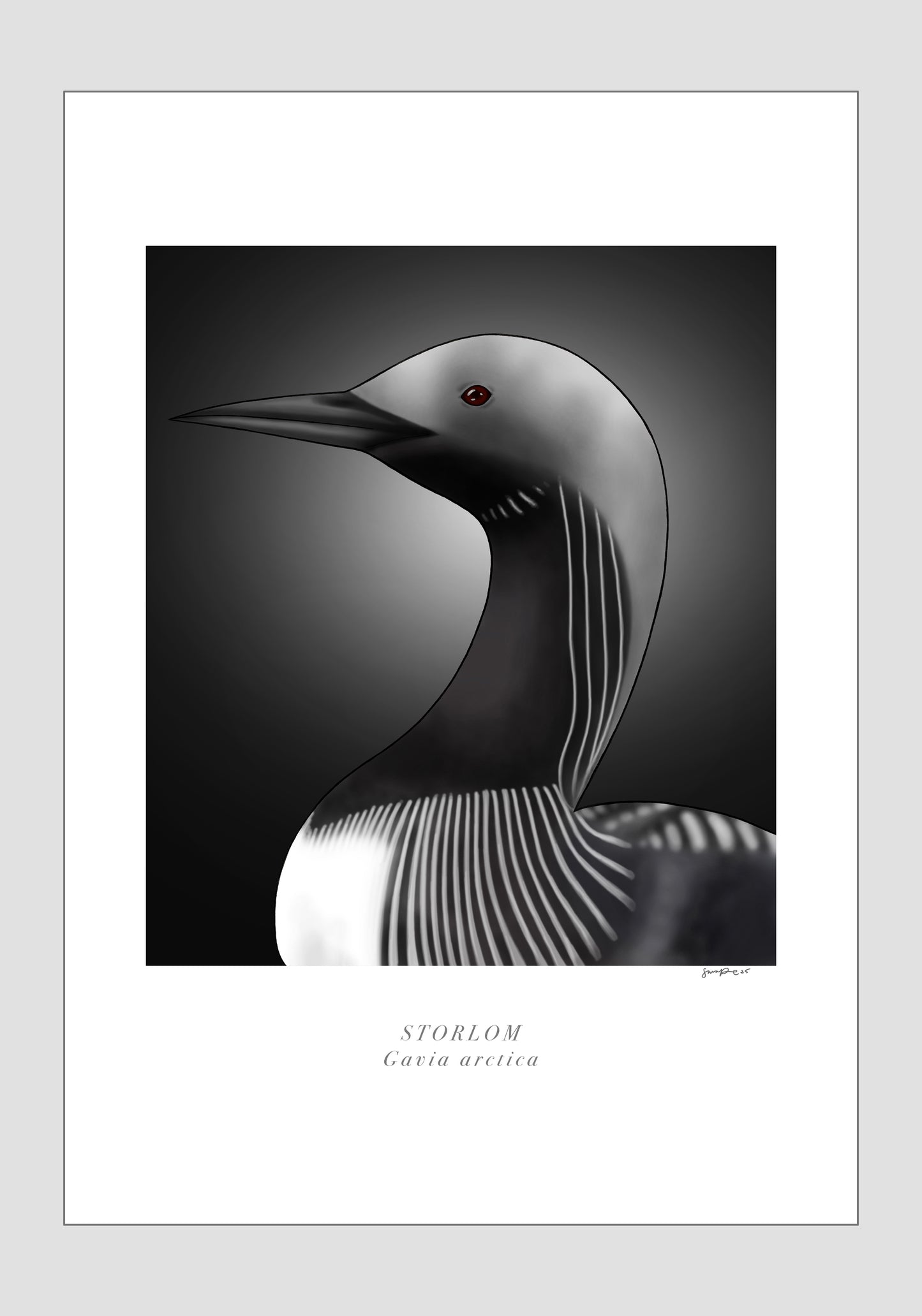 Storlom - Gavia arctica