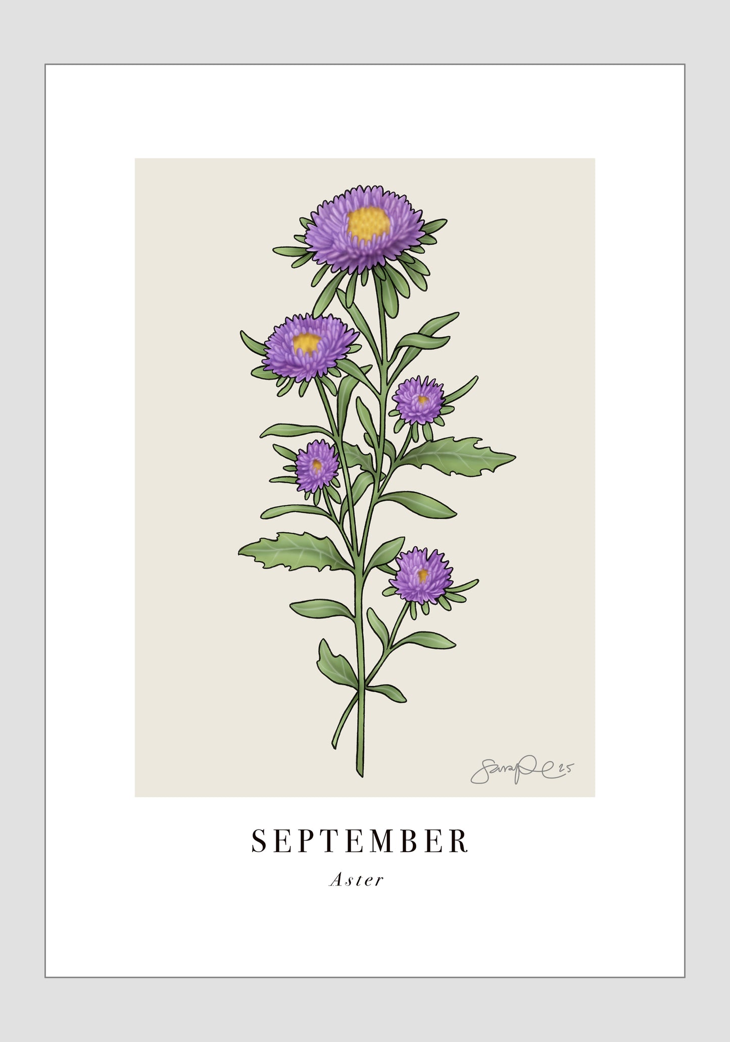 September - Aster, 21x30