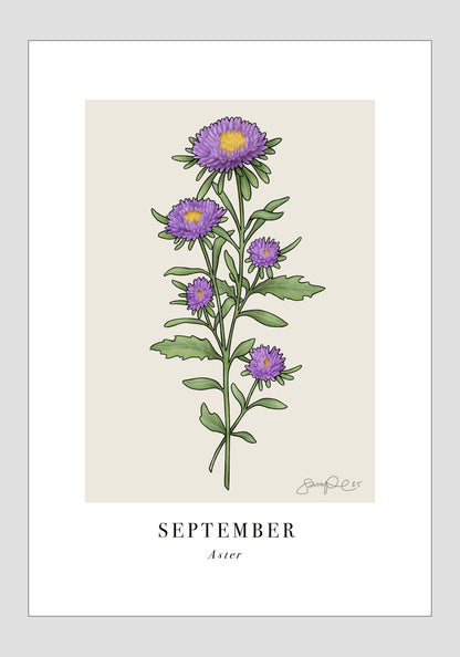 September - Aster, 21x30