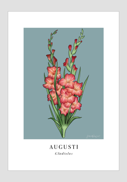 Augusti - Gladiolus, 21x30