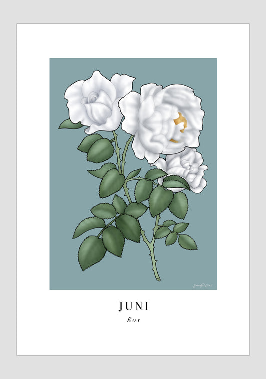 Juni - Ros, 21x30