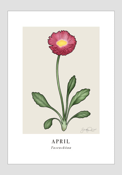 April - Tusensköna, 30x40