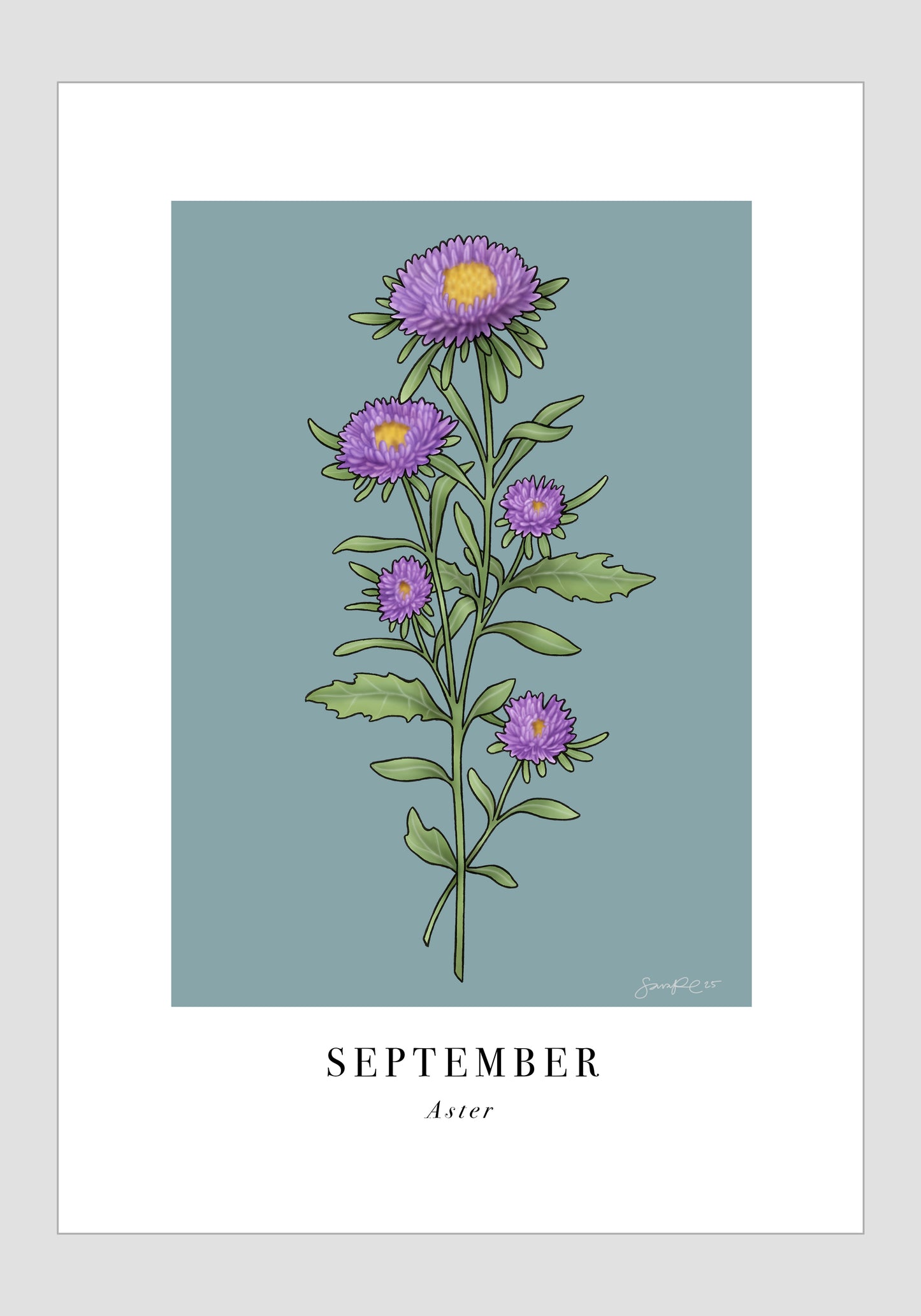 September - Aster, 21x30