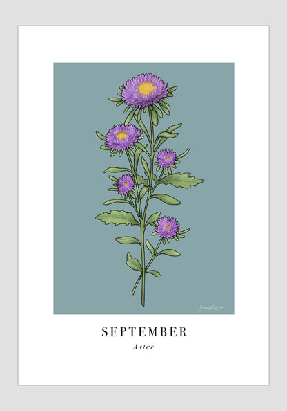 September - Aster, 21x30