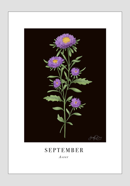September - Aster, 30x40