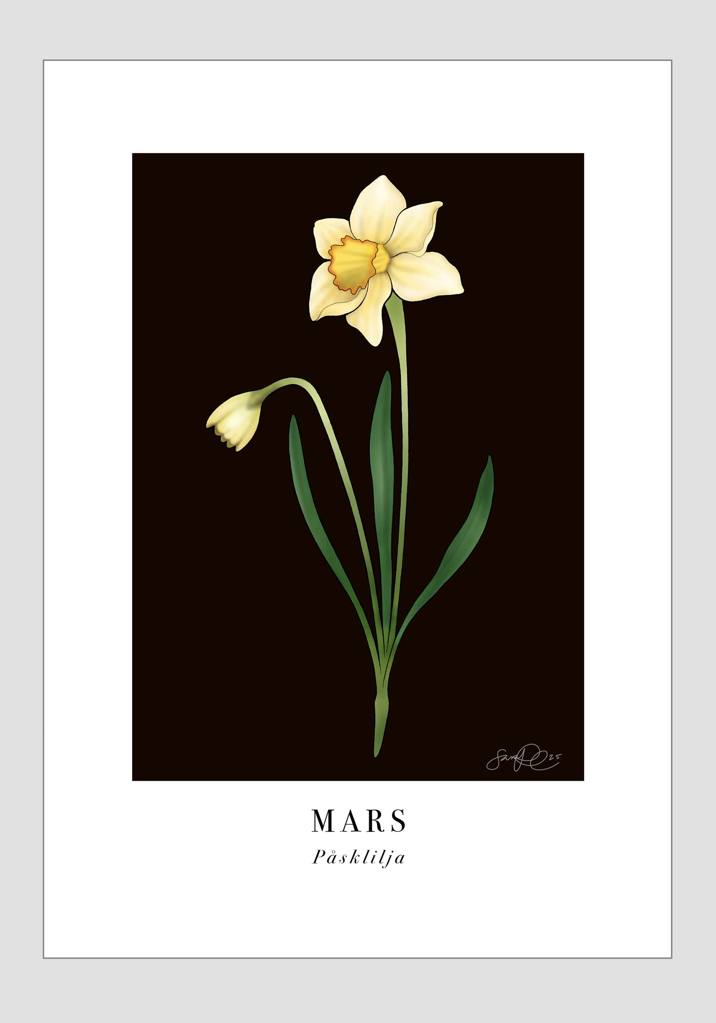 Mars - Påsklilja, 21x30