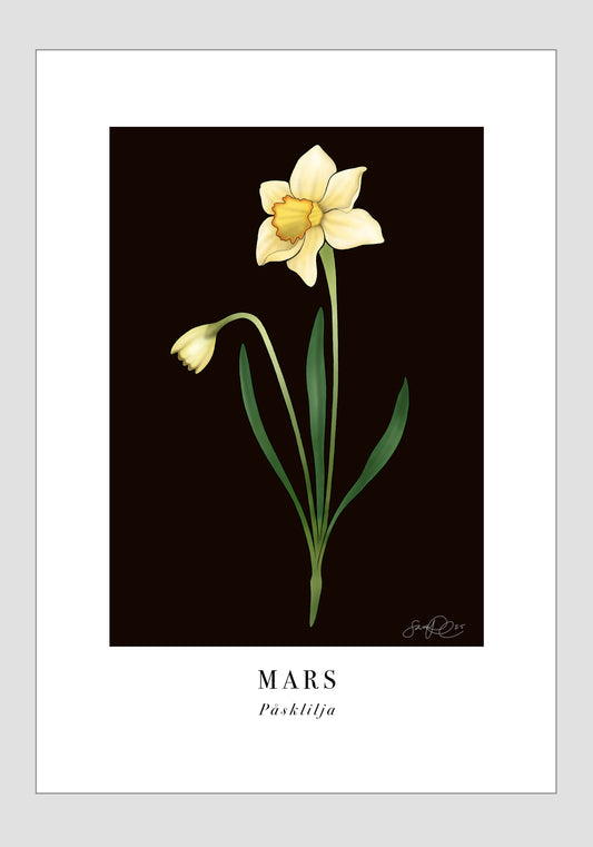 Mars - Påsklilja, 30x40