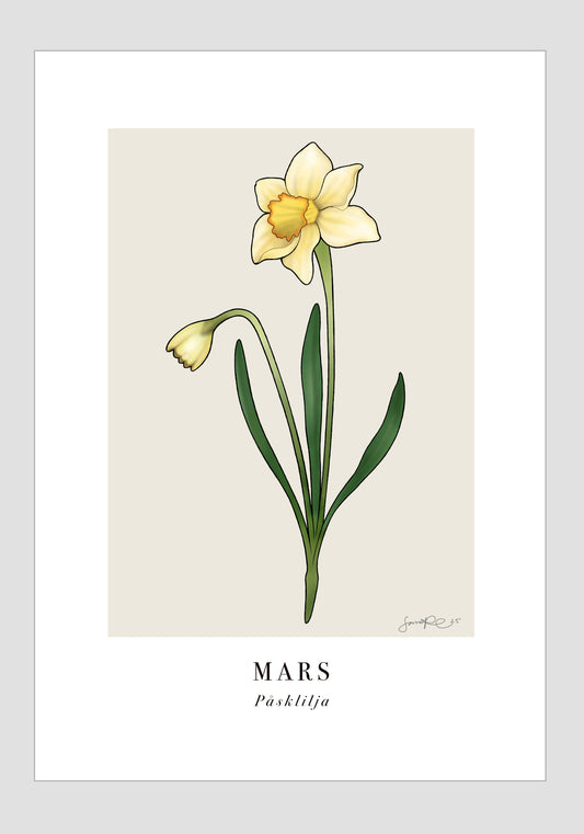 Mars - Påsklilja, 21x30