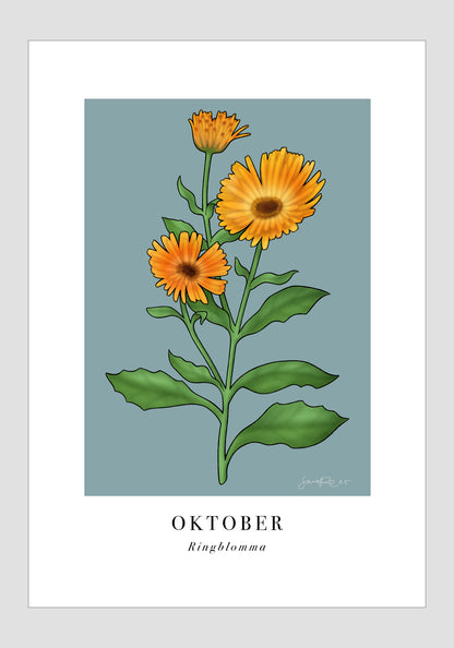 Oktober - Ringblomma, 21x30