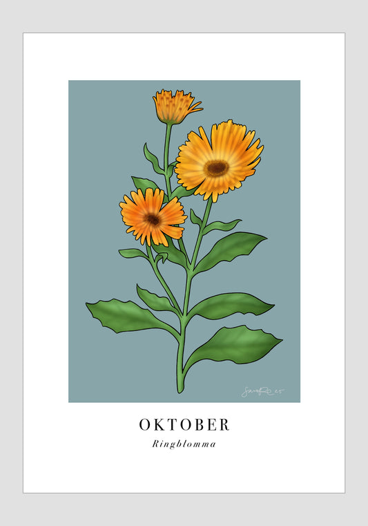 Oktober - Ringblomma, 30x40
