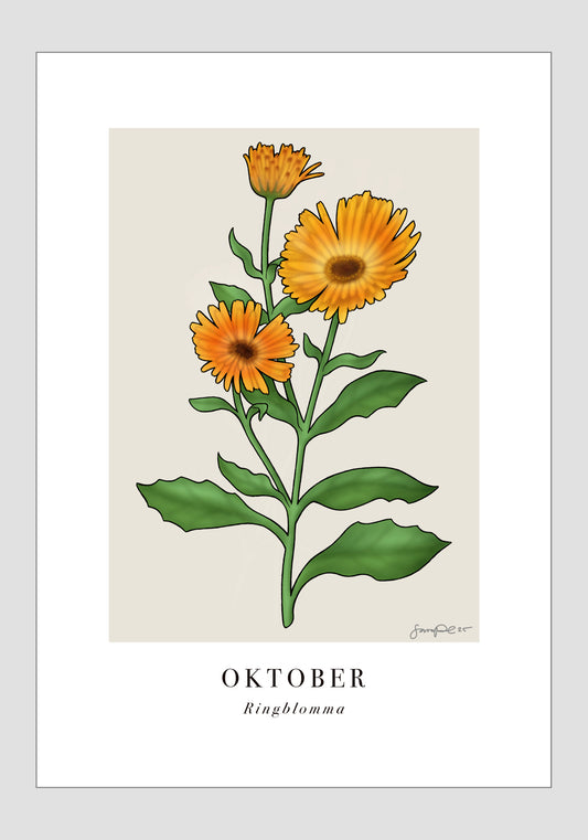 Oktober - Ringblomma, 21x30