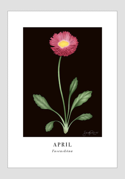 April - Tusensköna, 30x40