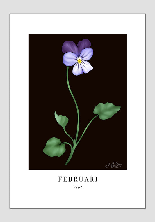 Februari - Viol, 21x30